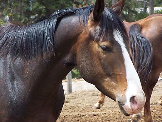 Horse Photo