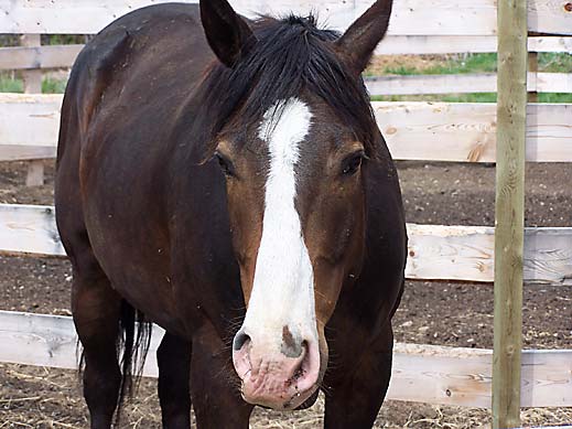 Horse Photo