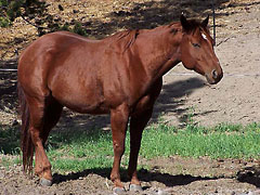 Yukon
