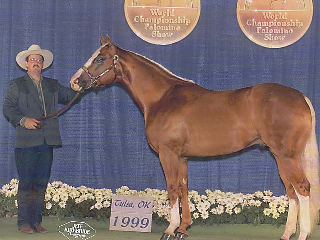 Horse Photo