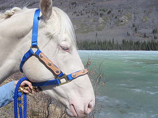 Horse Photo