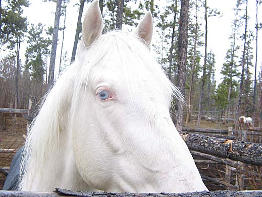 Horse Photo