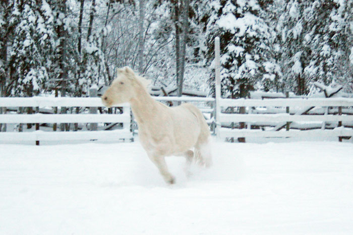Horse Photo