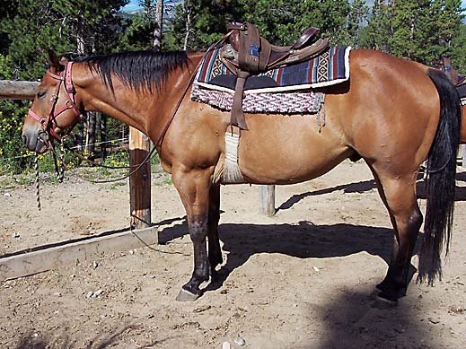 Horse Photo