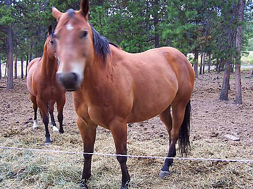 Horse Photo