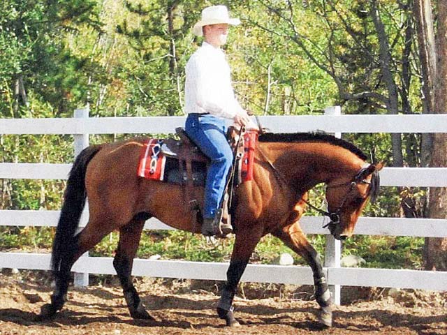 Horse Photo