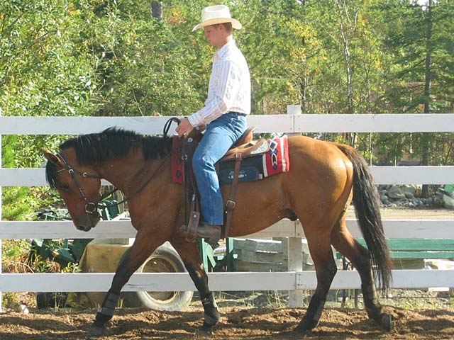 Horse Photo