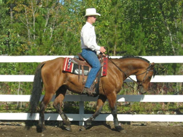 Horse Photo