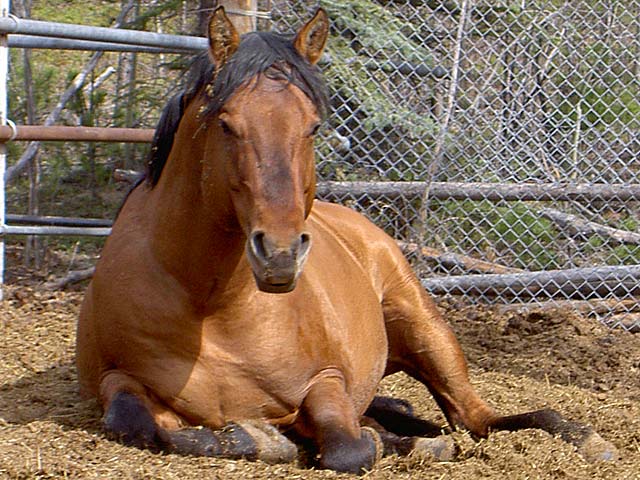 Horse Photo