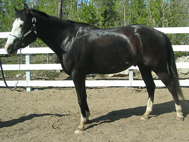 Horse Photo