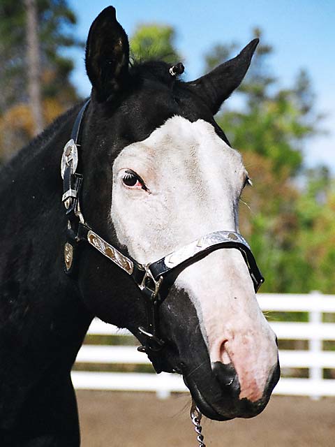 Horse Photo