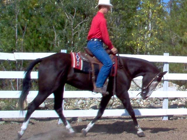 Horse Photo