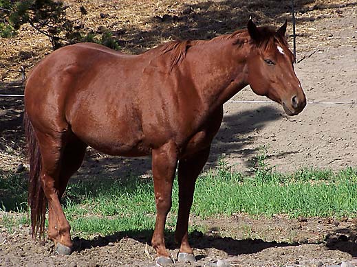 Horse Photo